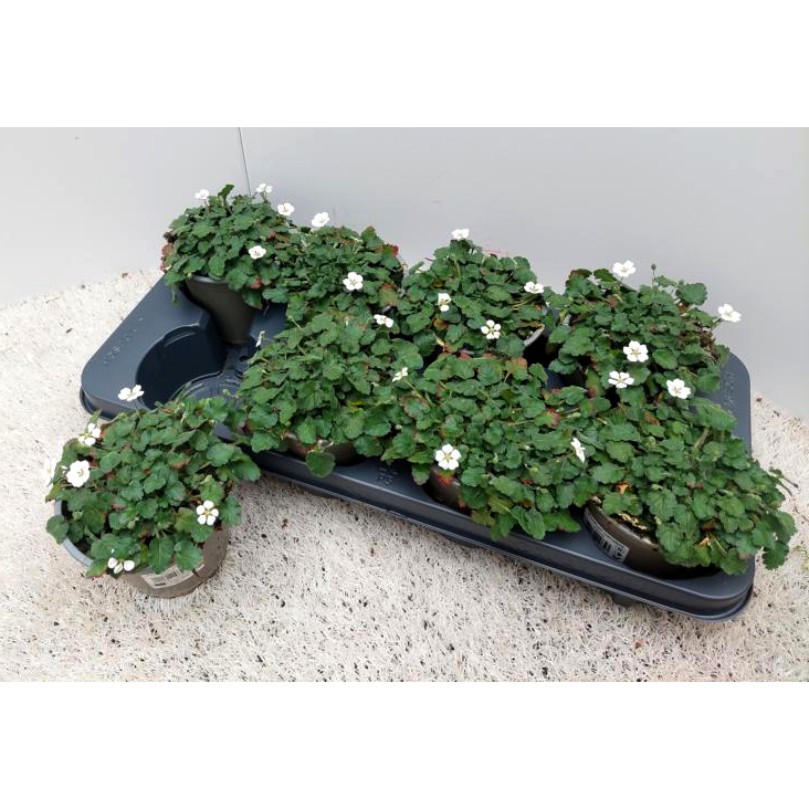 Erodium variabile album