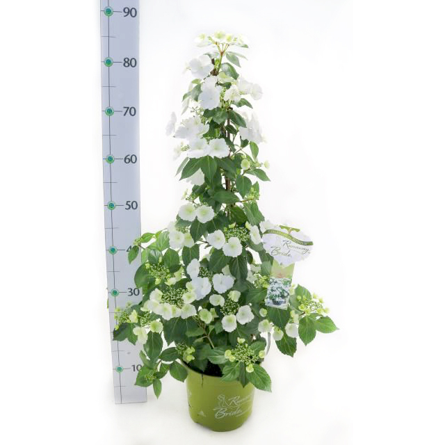 Hydrangea macrophylla runaway bride