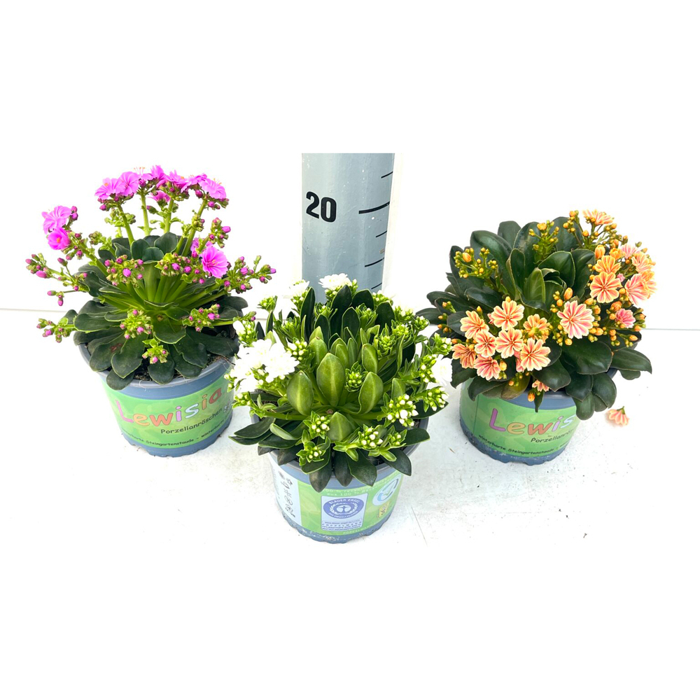 Lewisia cotyledon mountain dreams