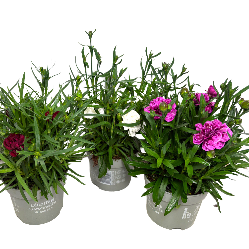 Dianthus caryophyllus sunflor