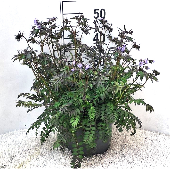 Polemonium caeruleum