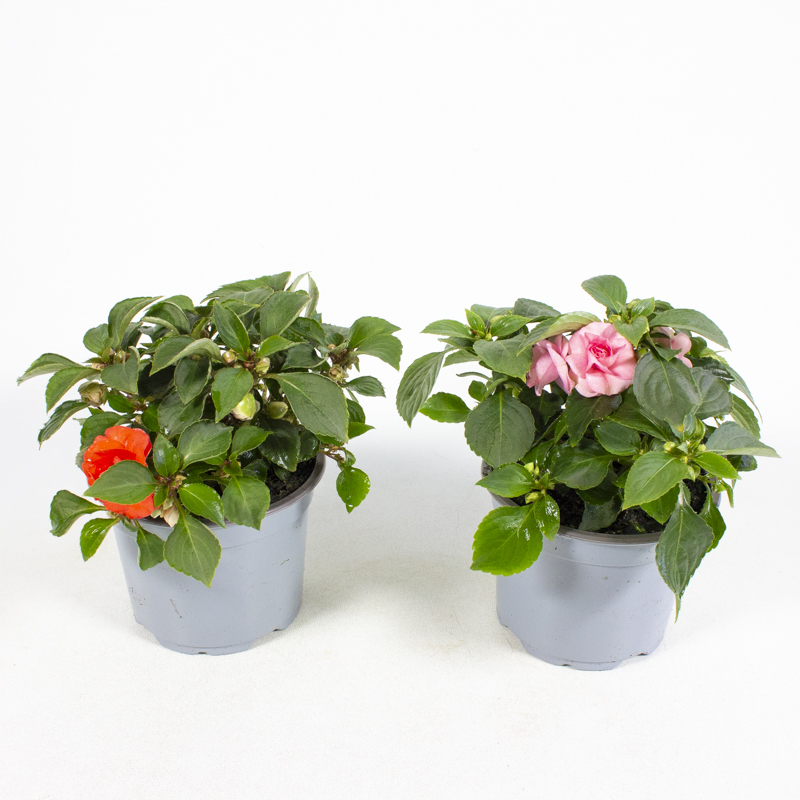 Impatiens walleriana fiesta