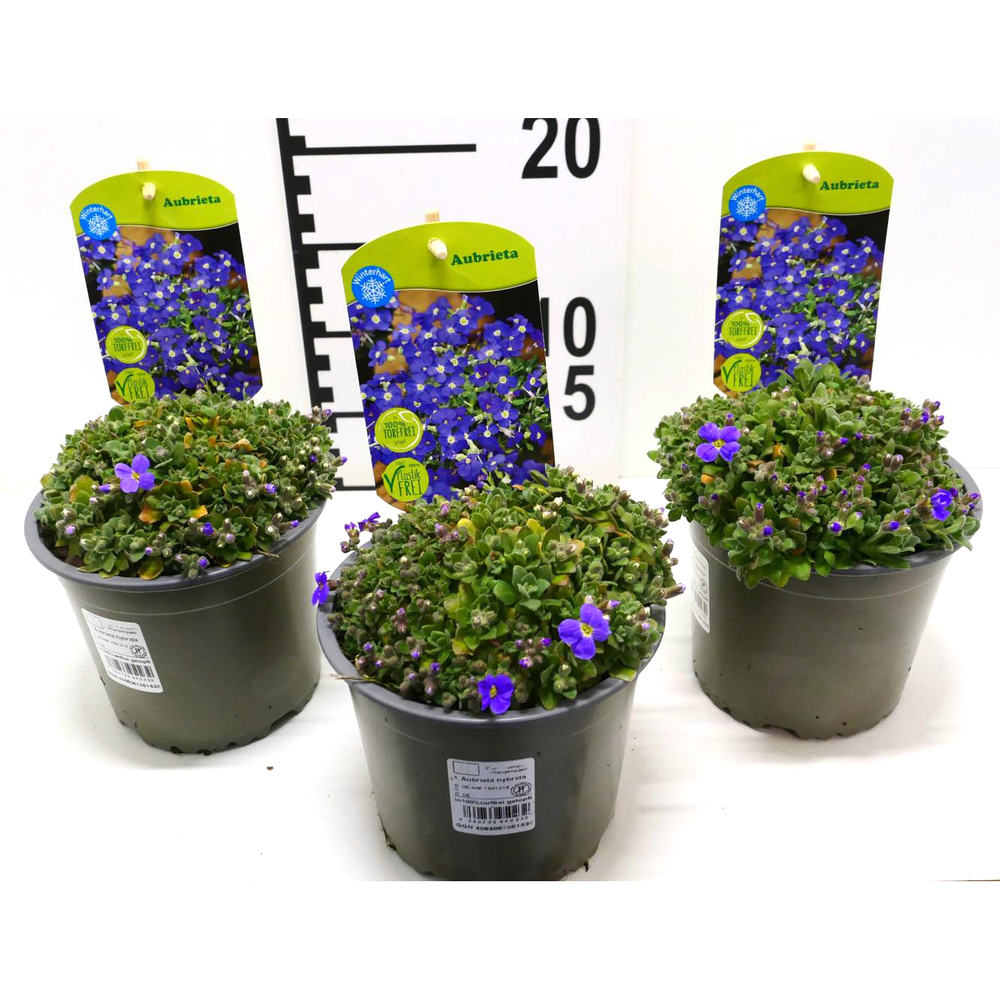 aubrieta gracilis kitte