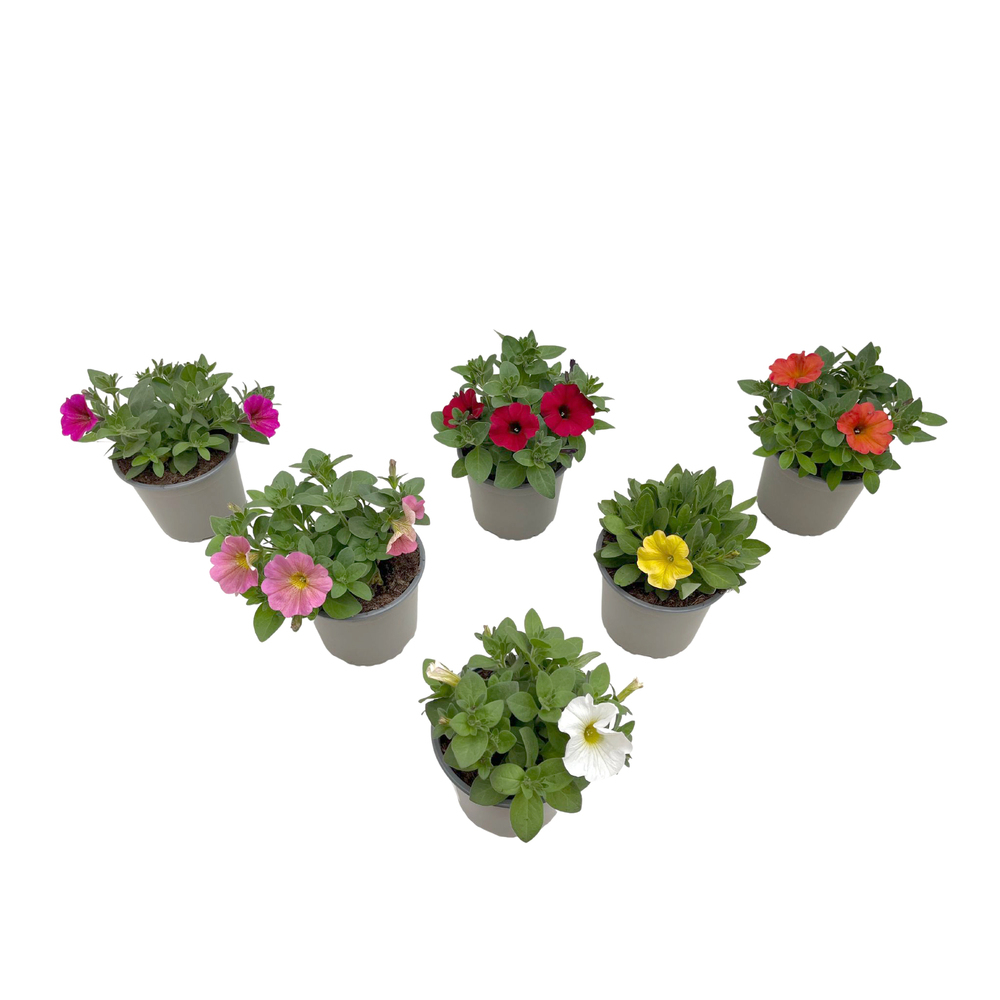 Petunia beautical