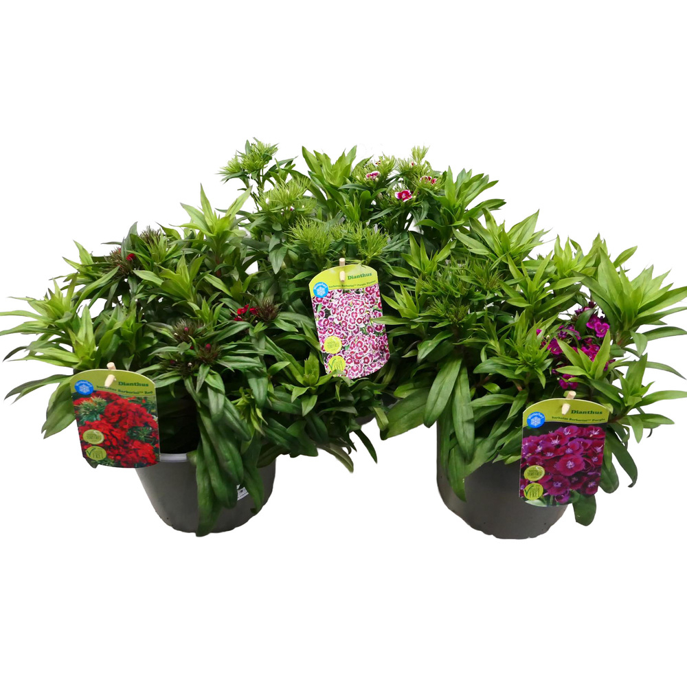 Dianthus barbarthus barbarini