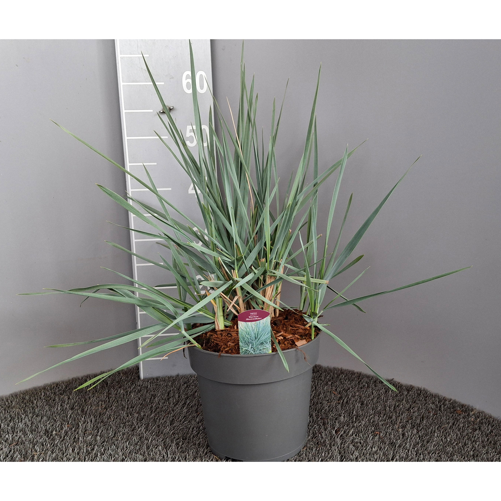 Leymus arenarius blue düne