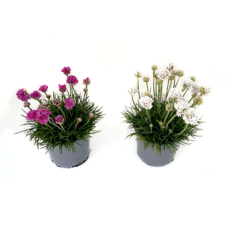 Armeria maritima abbey