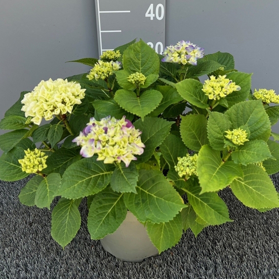 Hydrangea macrophylla duo