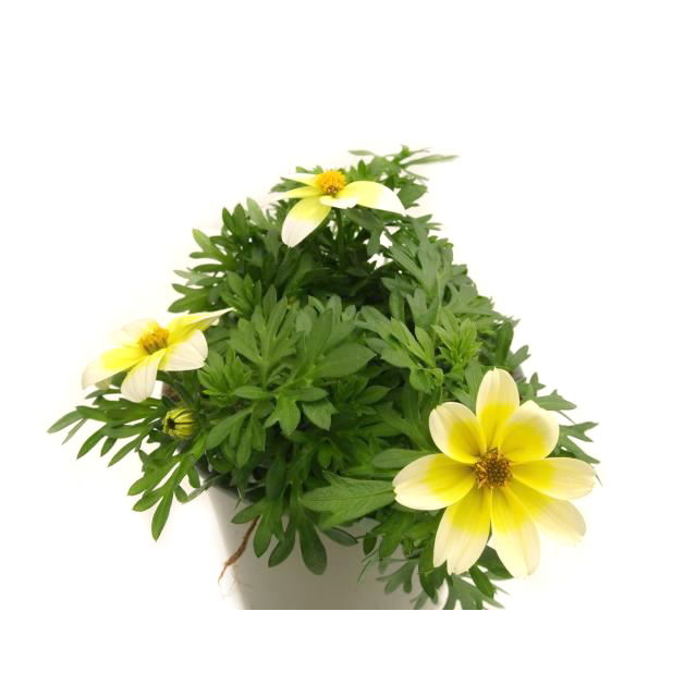 Bidens campfire electric white