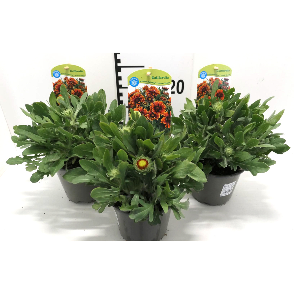 Gaillardia grandiflorum