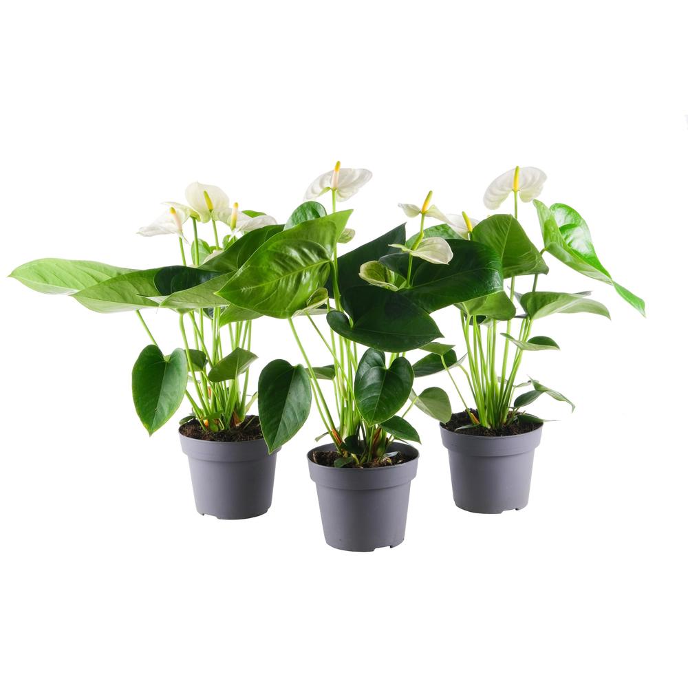 Anthurium andreanum sierra white