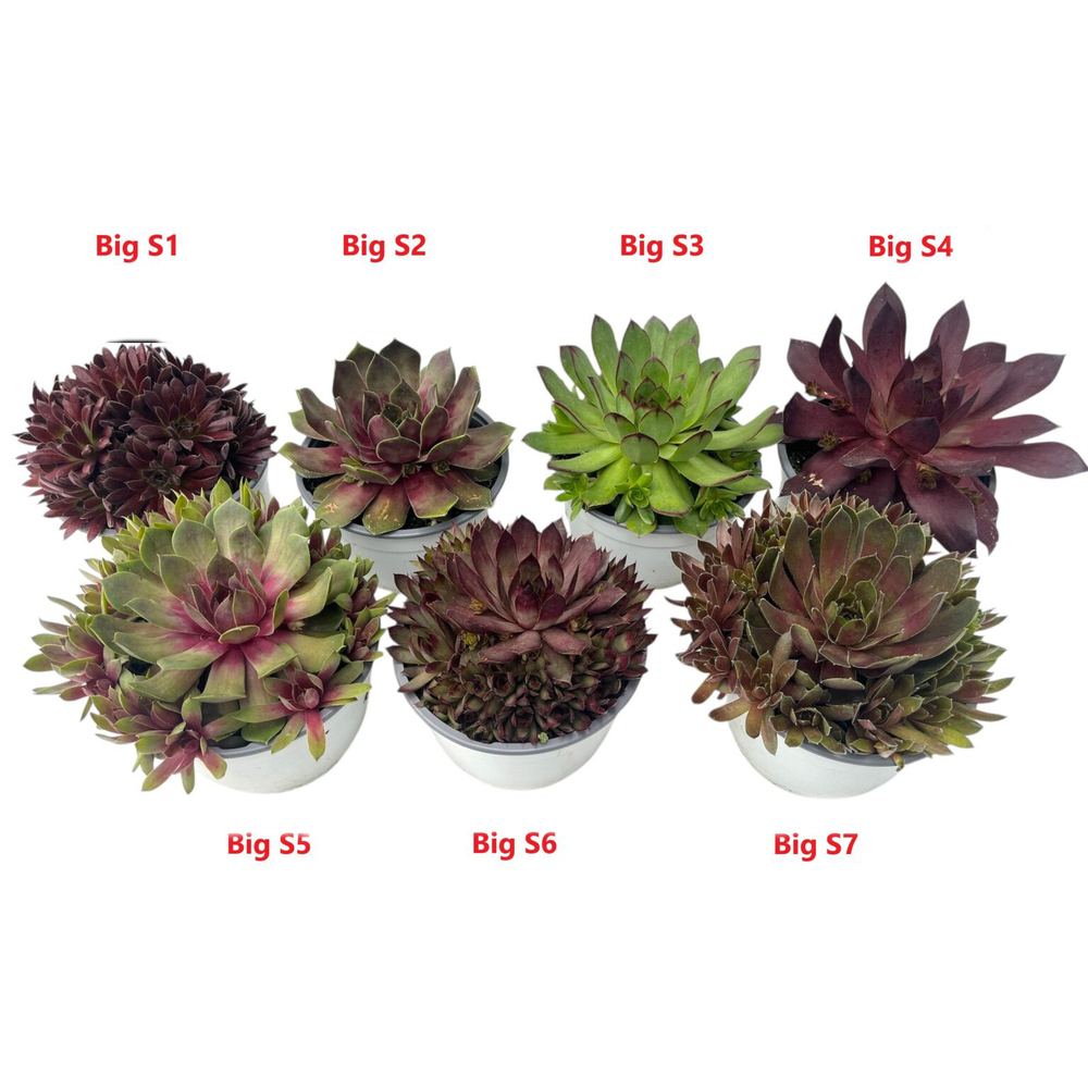 sempervivum bigsam