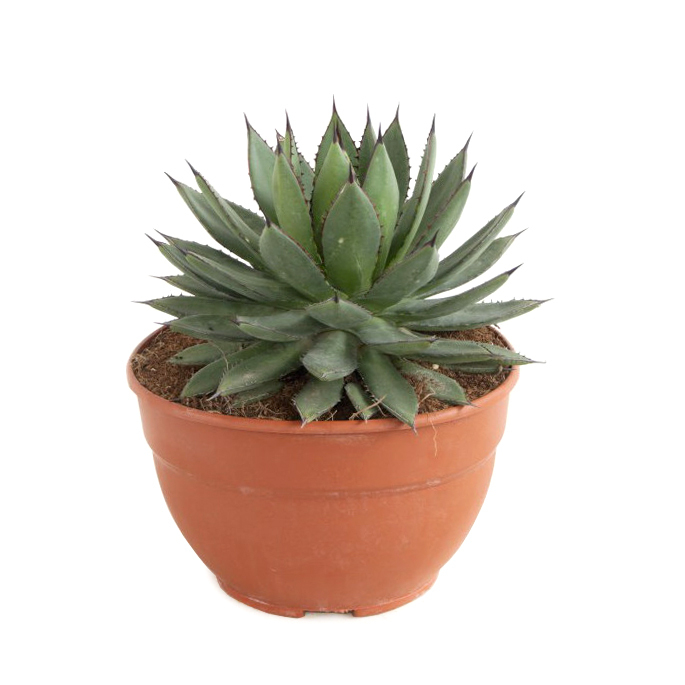 Agave filifera isthmensis