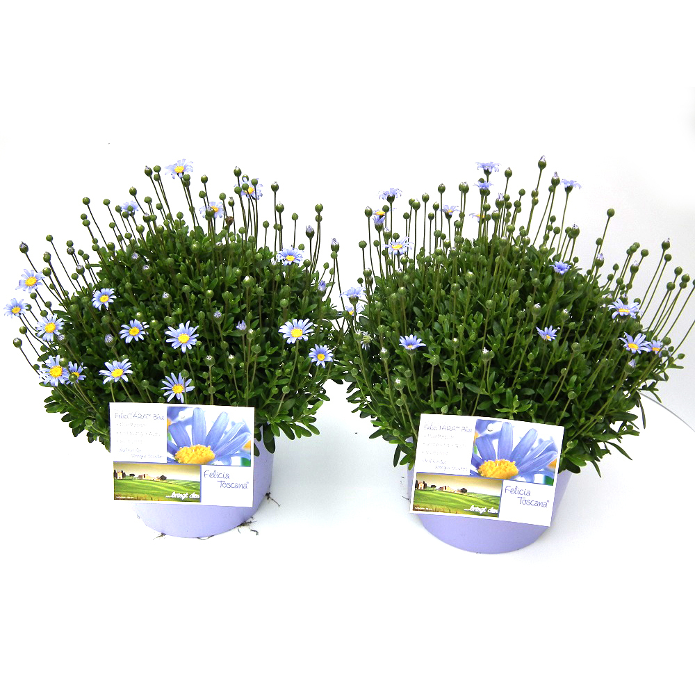 Felicia amelloides felicitara blue