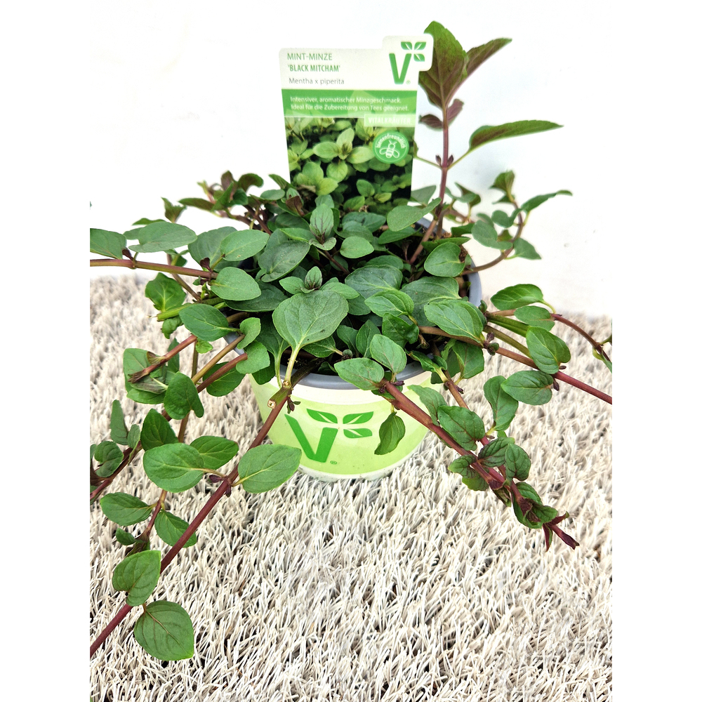 Mentha piperita black mitcham