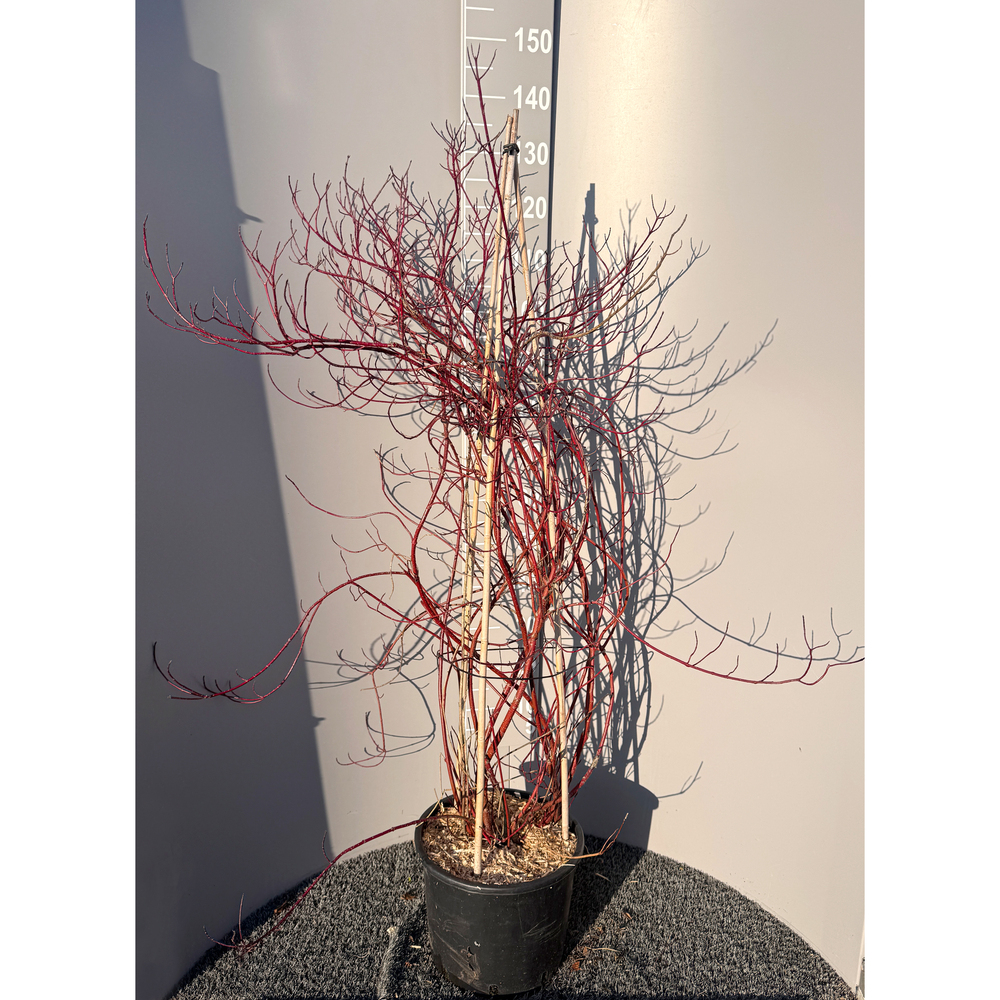 Cornus alba elegantissima