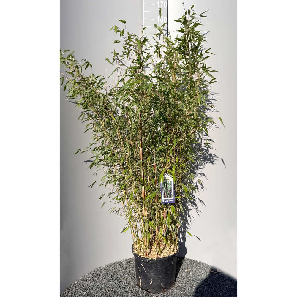 fargesia species violet woods