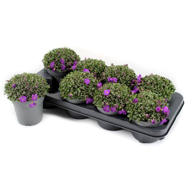 Aubrieta cultorum kitte