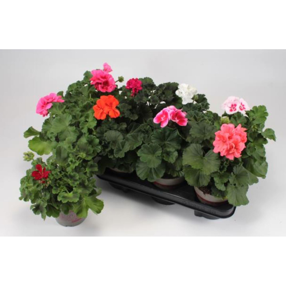 Pelargonium zonale x peltatum calliope