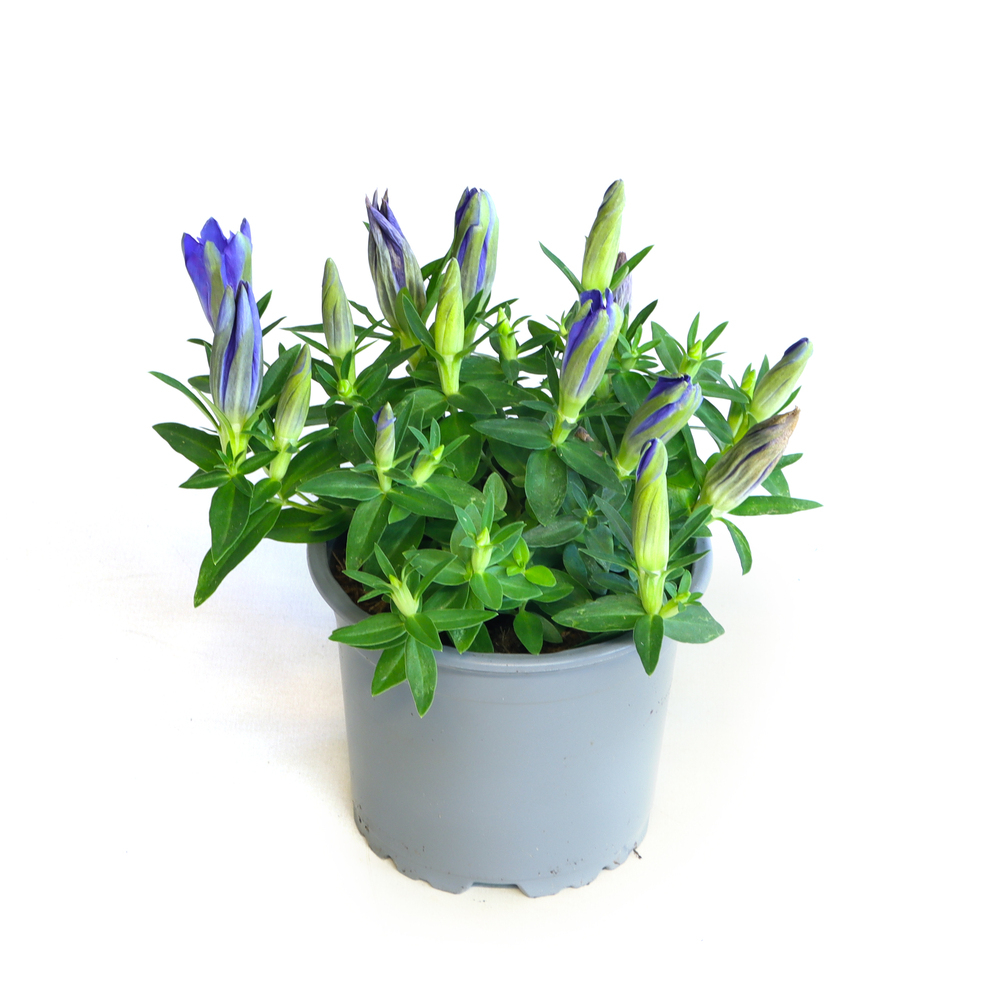 Gentiana scabra big blue
