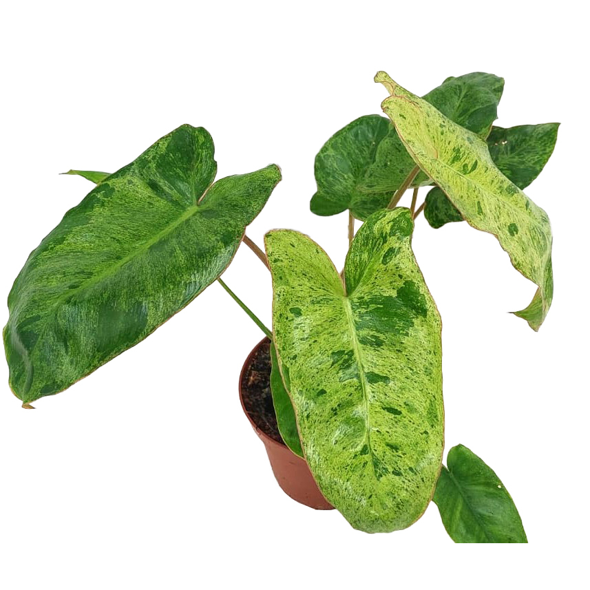 Philodendron paraiso verde