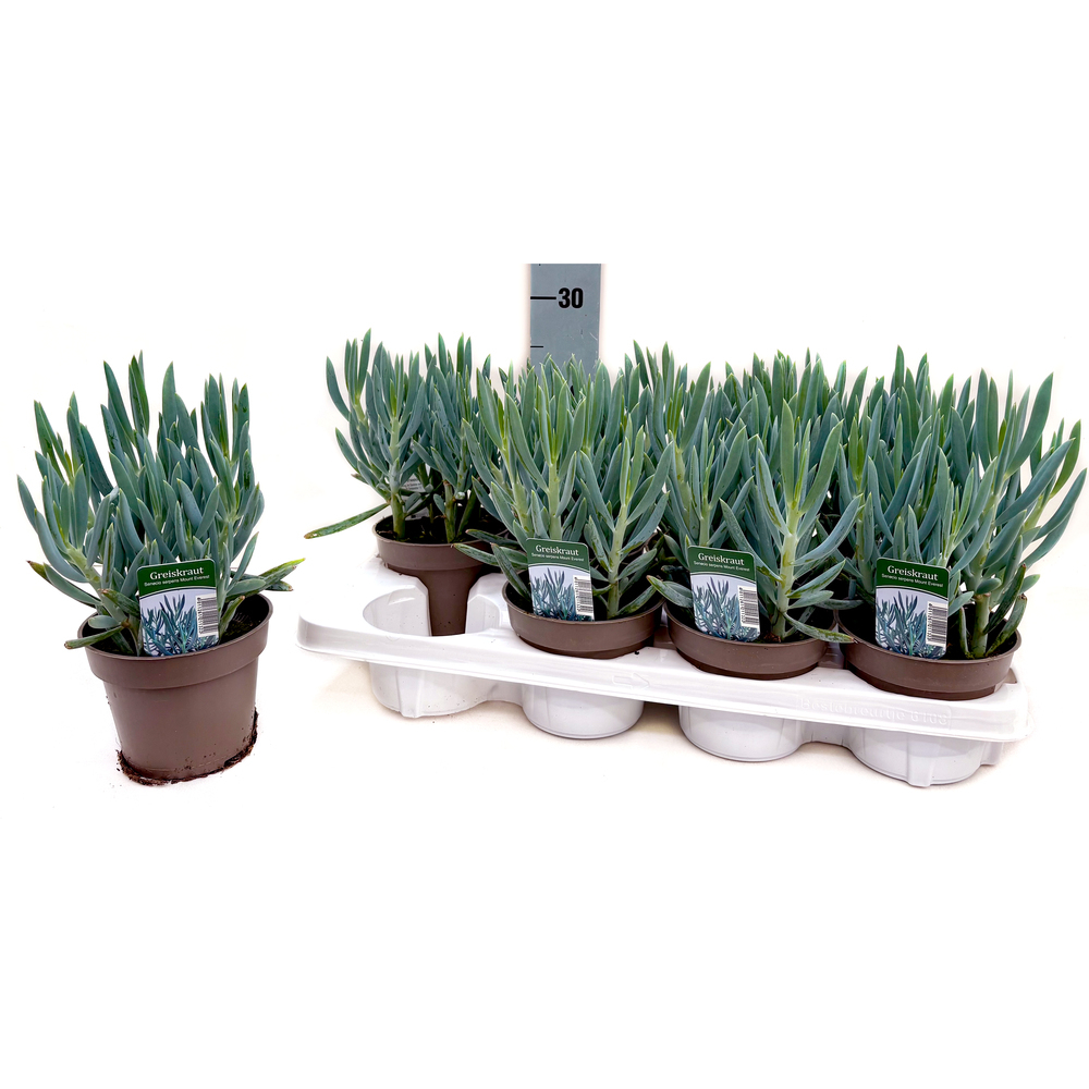 Senecio serpens mount everest