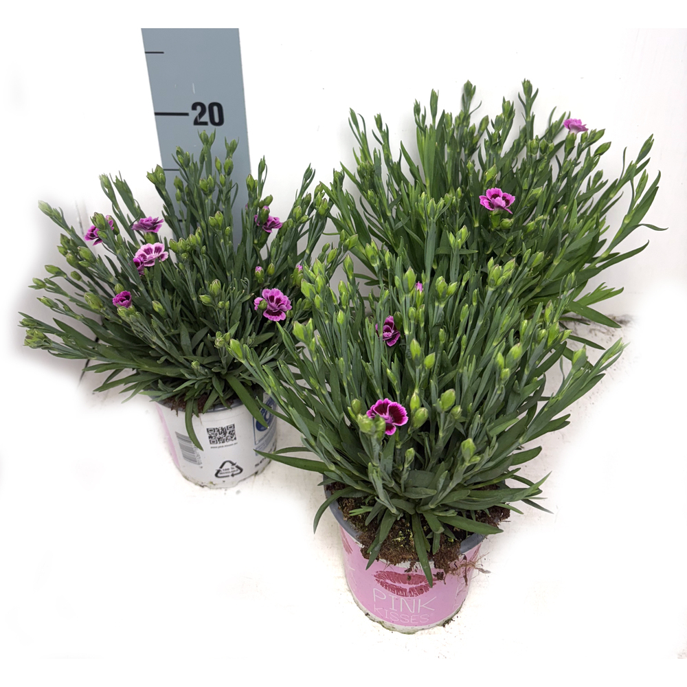 Dianthus caryophyllus pink kisses