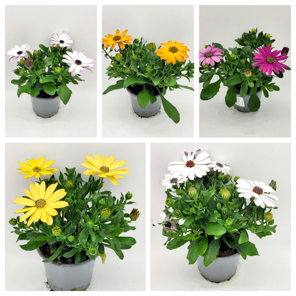 Osteospermum ecklonis flowerpower