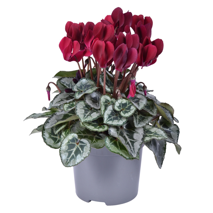 Cyclamen persicum patio tuxedo