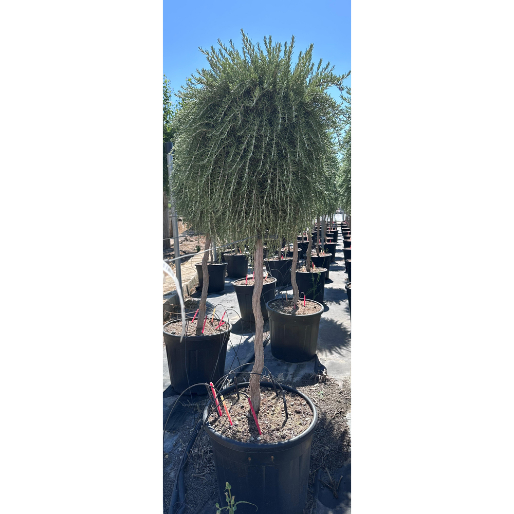 Rosmarinus prostatus