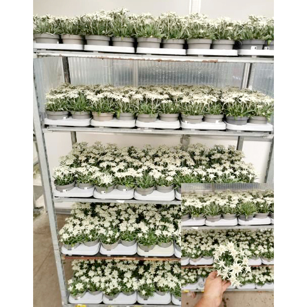 Leontopodium alpinum watzmann