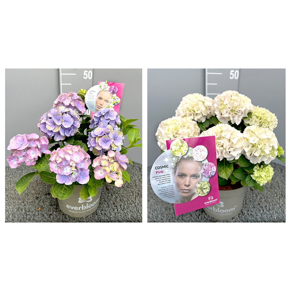 Hydrangea macrophylla everbloom cosmic