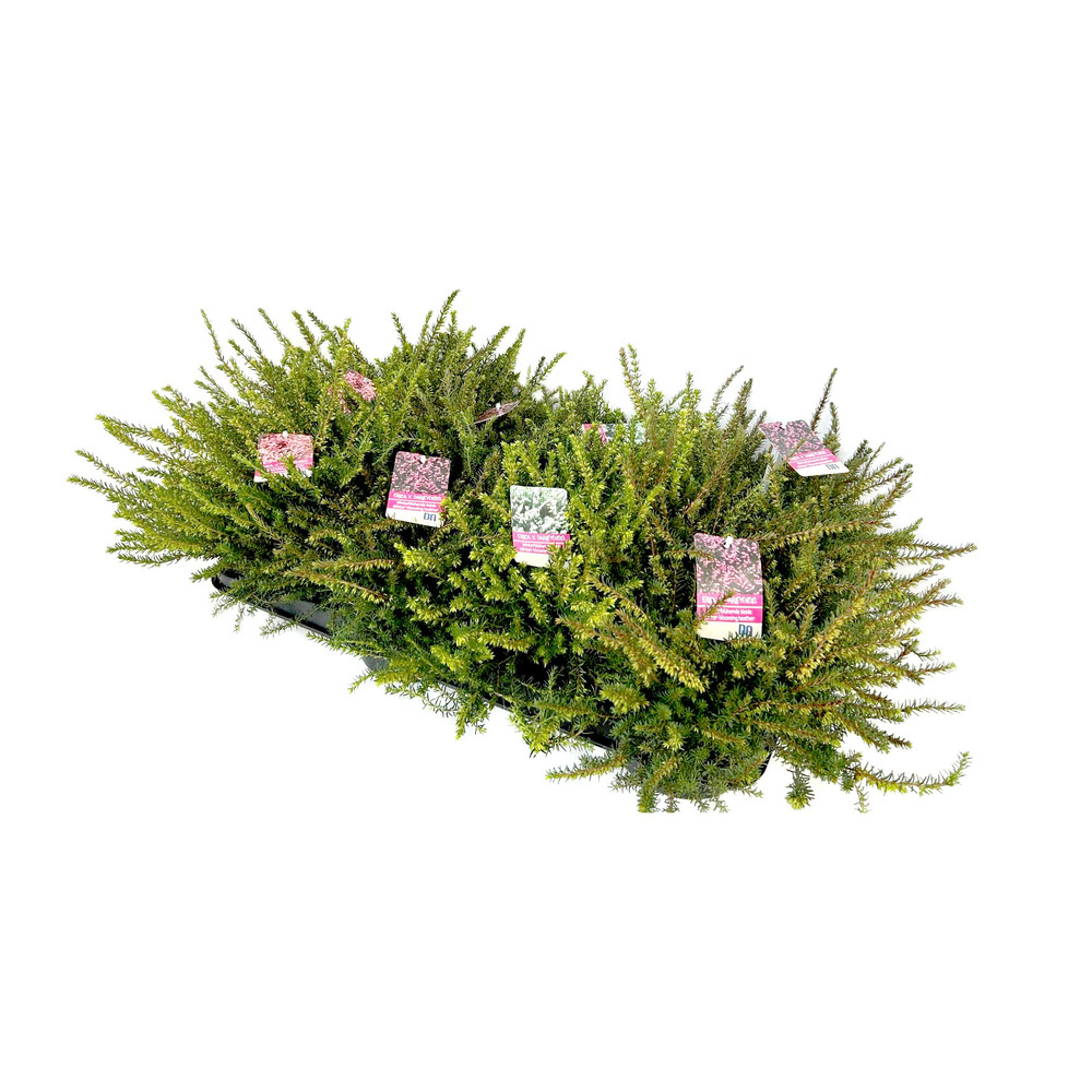 Erica darleyensis