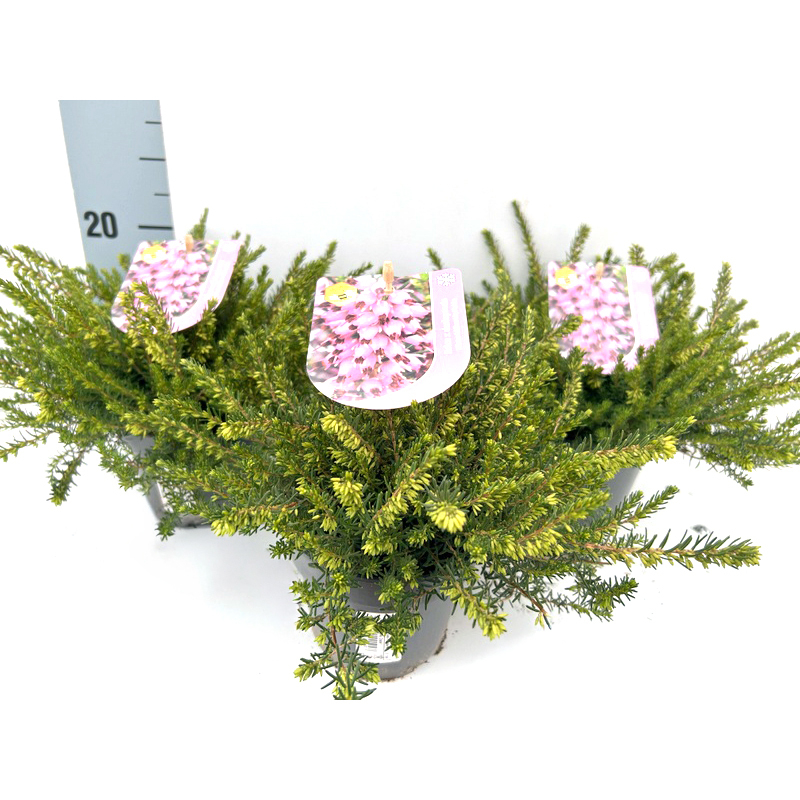 Erica darleyensis darley dale