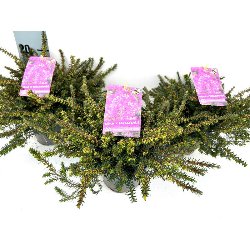 Erica darleyensis kramers rot