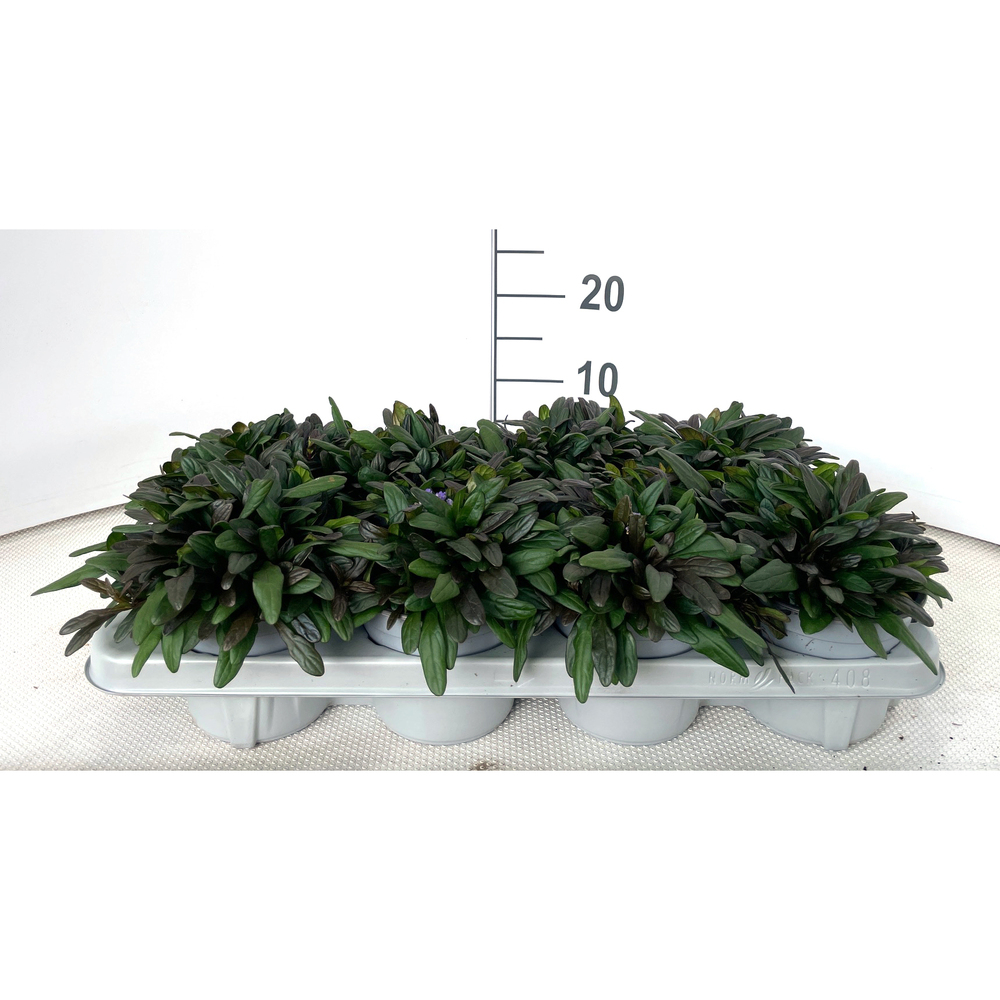 Ajuga reptans chocolate chips