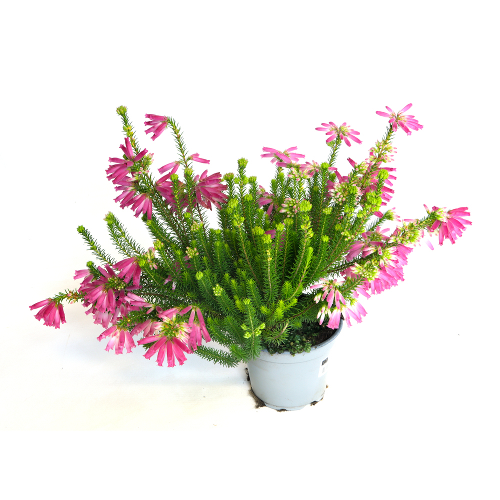 Erica verticillata