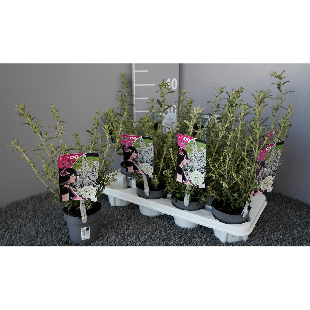 Olearia spring bling