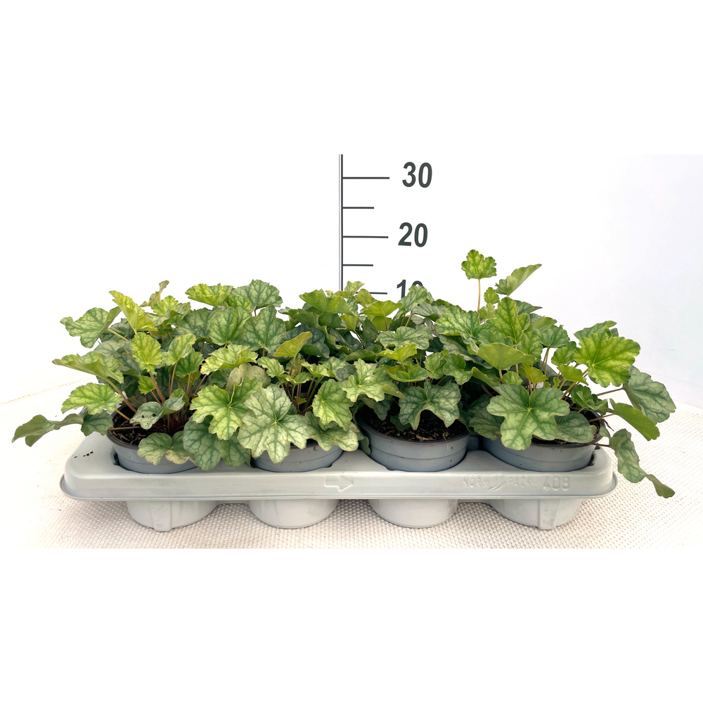 Heuchera americana dale´s strain