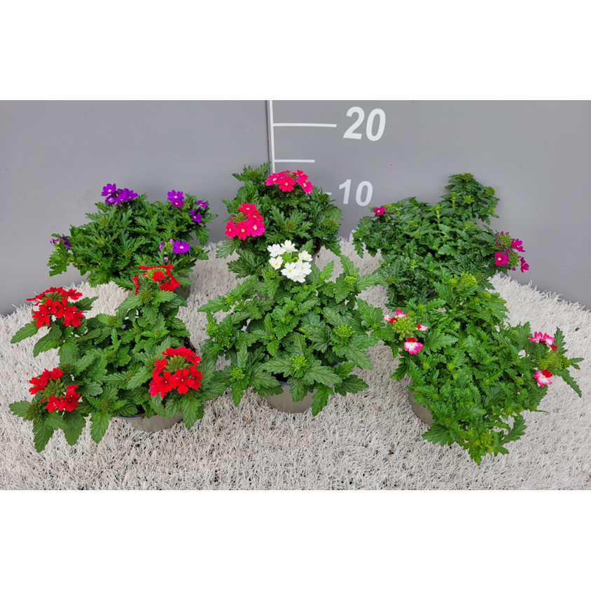 Verbena x hybrida drums