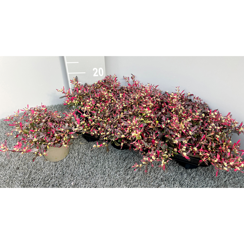 Alternanthera