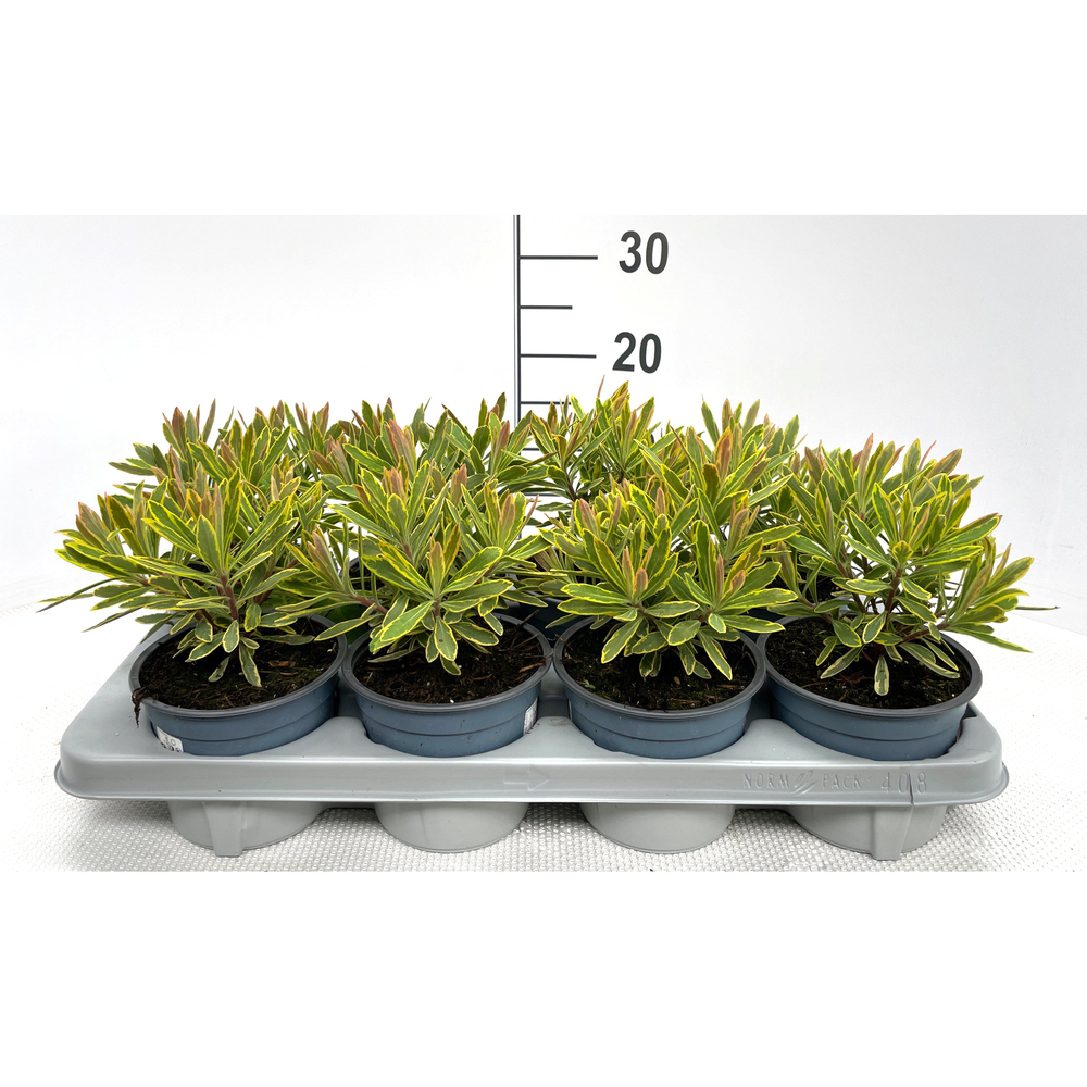 Euphorbia amygdaloides ascot rainbow