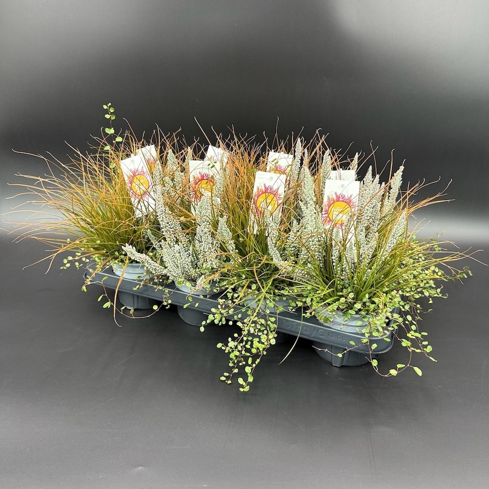 Herbst mix autumn glow