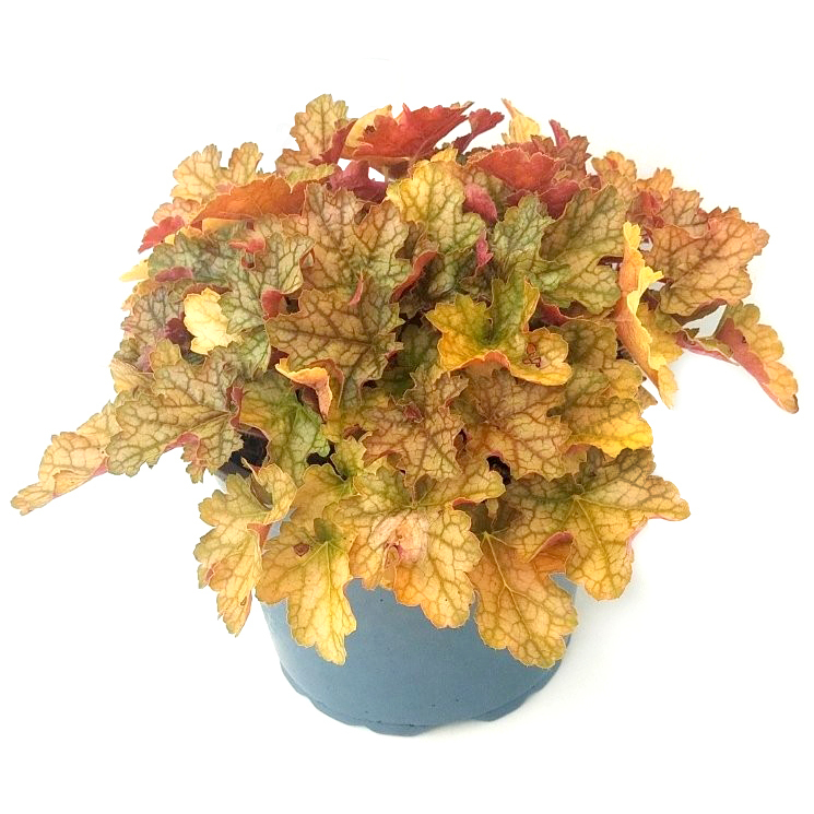 Heuchera americana ginger ale