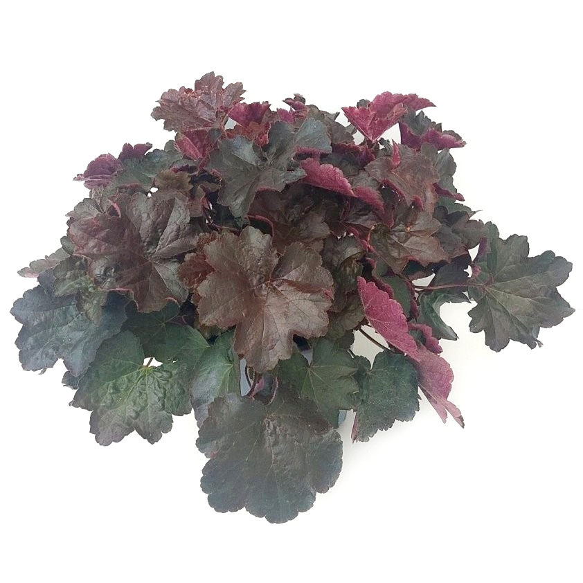 Heuchera americana