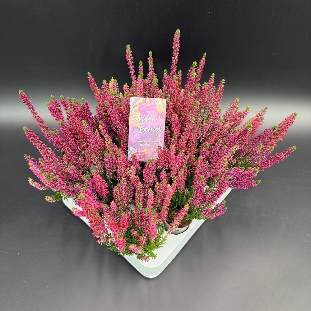 Calluna vulgaris garden girls trio golden berries