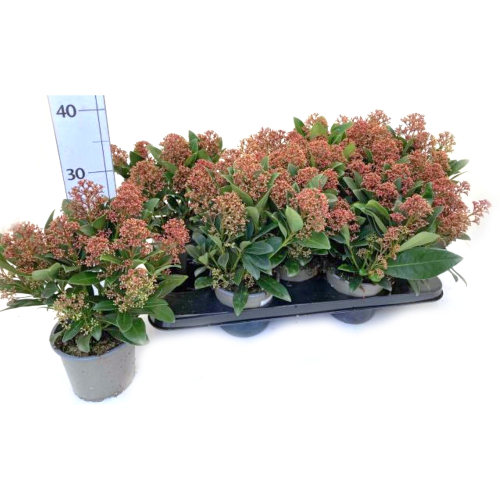 skimmia japonica rubella