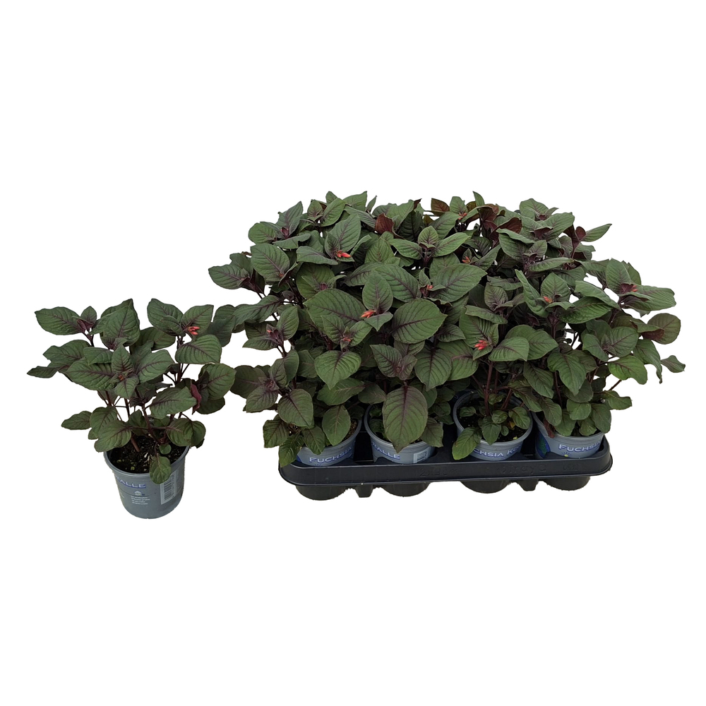 fuchsia triphylla koralle