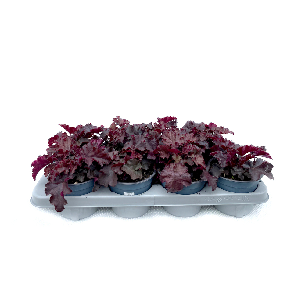 Heuchera americana melting fire