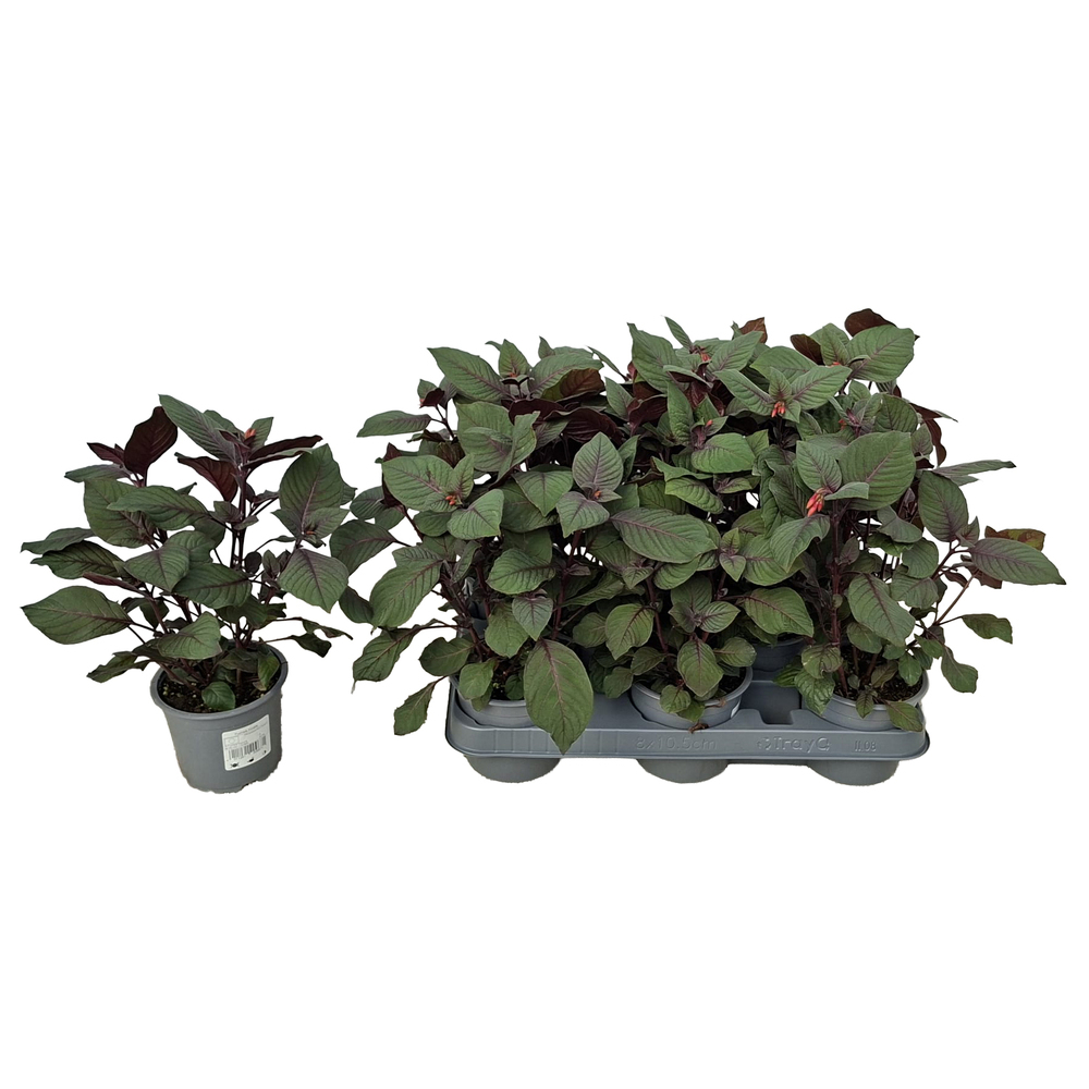 Fuchsia triphylla koralle